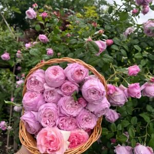 Spirit of Freedom Rose丨Wholesale Rose Farms