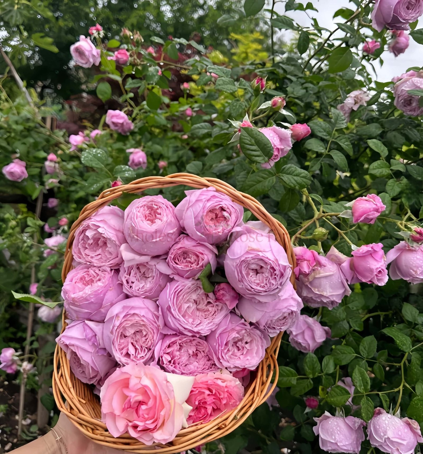 Spirit of Freedom Rose丨Wholesale Rose Farms