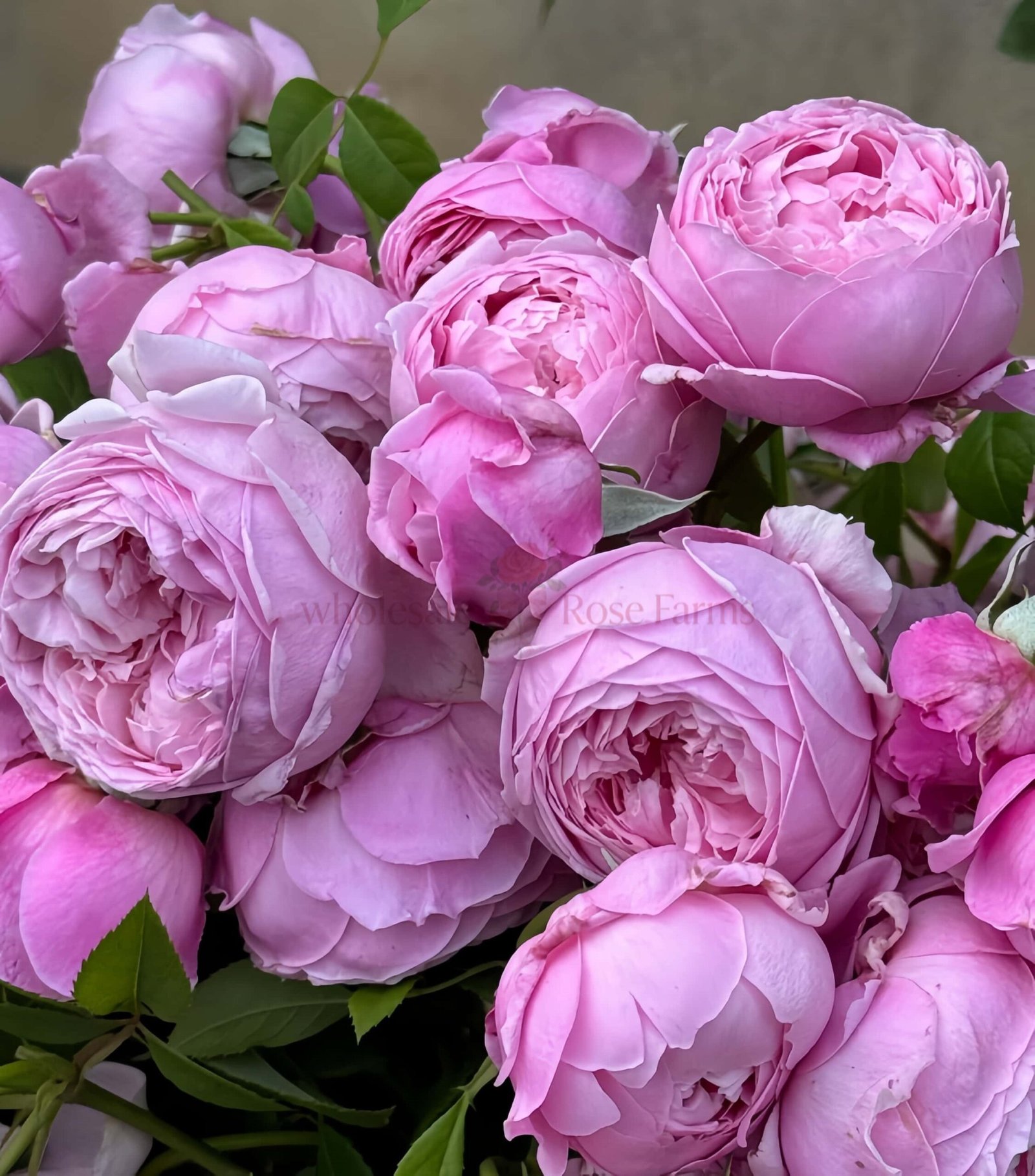 Spirit of Freedom Rose plant丨Wholesale Rose Farms