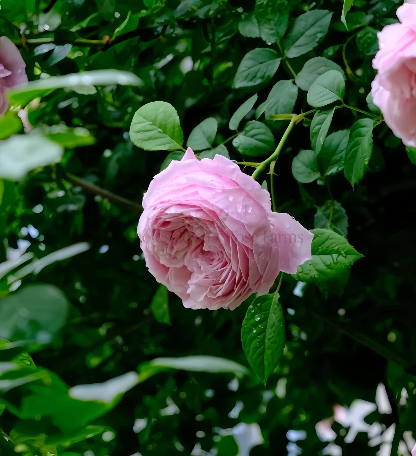 Spirit of Freedom Rose for Wholesale丨Wholesale Rose Farms