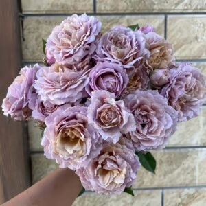 Suo Qingqiu Rose丨Wholesale Rose Farms