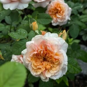 Versigny Rose plant丨Wholesale Rose Farms