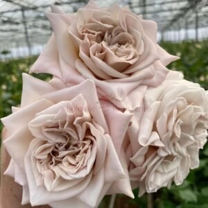 Westminster Abbey Rose plant丨Wholesale Rose Farms