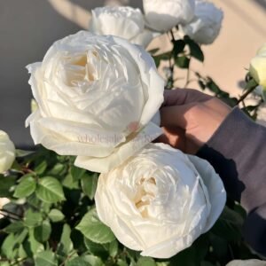 Yves Wedding Road (Wedding Bell) Rose丨Wholesale Rose Farms