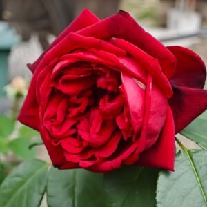 Admiral Rose丨Wholesale Rose Farms