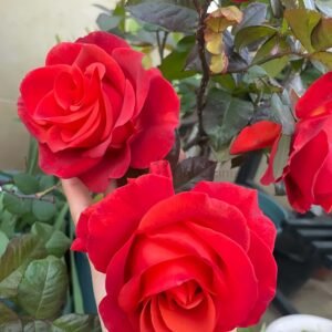 Amaretto Rose plant丨Wholesale Rose Farms