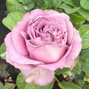 Amethyst Rose plant丨Wholesale Rose Farms