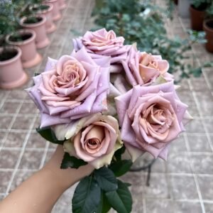 Amnesia Rose丨Wholesale Rose Farms