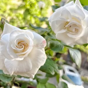 Annapurna Rose plant丨Wholesale Rose Farms