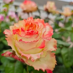 Aubade Rose丨Wholesale Rose Farms