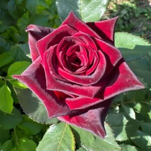 Black Baccara Rose plant丨Wholesale Rose Farms