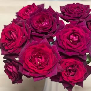 Black Caviar Rose for Wholesale丨Wholesale Rose Farms