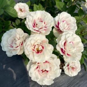 Brideside (Qiao Bian Zhi Yue) Rose plant丨Wholesale Rose Farms