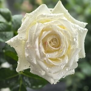 Candlelight Rose plant丨Wholesale Rose Farms
