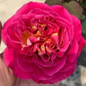 Centenaire de l'Hay-les-roses Rose plant丨Wholesale Rose Farms