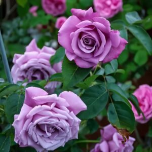 Charles de Gaulle Rose丨Wholesale Rose Farms