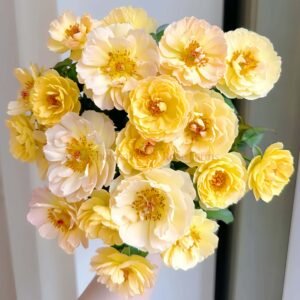 Chateau de Cheverny Rose plant丨Wholesale Rose Farms