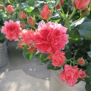 Cinnabar Sea Anemone Rose plant丨Wholesale Rose Farms