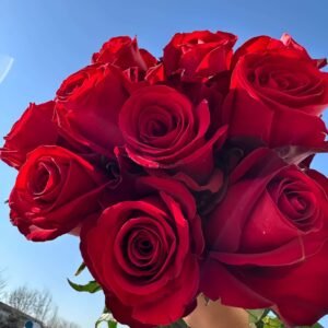 Cleopatra Rose丨Wholesale Rose Farms