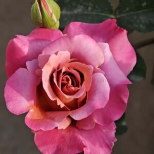 Drape (Wei Mu) Rose plant丨Wholesale Rose Farms