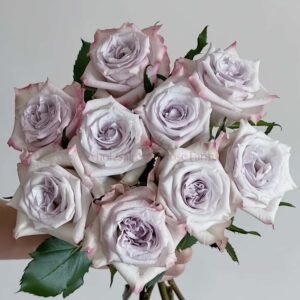 Earl Grey (Oolong Earl Grey) Rose丨Wholesale Rose Farms