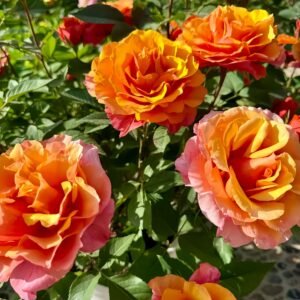 El Paso Love Forever Rose plant丨Wholesale Rose Farms