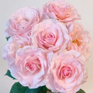 English Miss Rose丨Wholesale Rose Farms