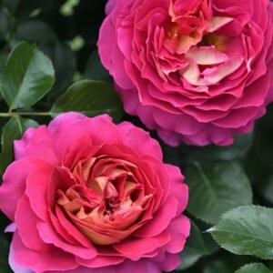 Esprit de Paris Rose plant丨Wholesale Rose Farms