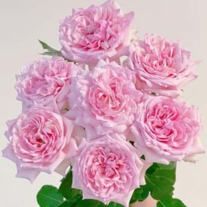 Euridice Rose for Wholesale丨Wholesale Rose Farms