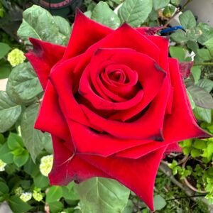 Explorer Rose for Wholesale丨Wholesale Rose Farms
