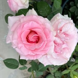 Grand Siecle (Great Century) Rose for Wholesale丨Wholesale Rose Farms