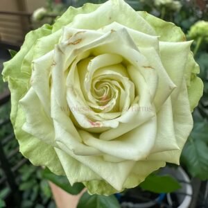 Green Romantica Rose丨Wholesale Rose Farms