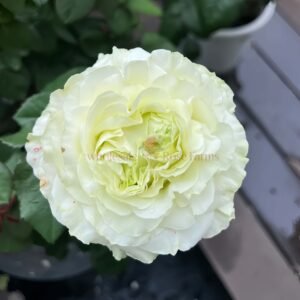 Haute Couture Rose plant丨Wholesale Rose Farms
