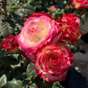 Her Majesty Rose plant丨Wholesale Rose Farms