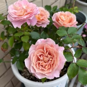 Heure Magique Rose for Wholesale丨Wholesale Rose Farms