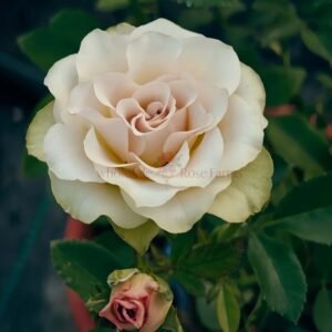 Hypnose Rose for Wholesale丨Wholesale Rose Farms