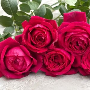 Jubile Papa Meilland Rose plant丨Wholesale Rose Farms