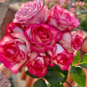 Jumilia (Aisha) Rose for Wholesale丨Wholesale Rose Farms