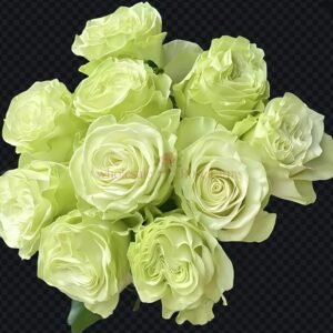 Jutta (Xiao Qiao) Rose丨Wholesale Rose Farms