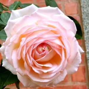 Kaoruno Rose for Wholesale丨Wholesale Rose Farms