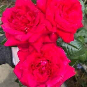 La Rose Monsieur Rose for Wholesale丨Wholesale Rose Farms