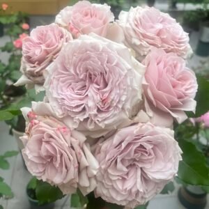 Laventine (Ke Sai Te) Rose plant丨Wholesale Rose Farms
