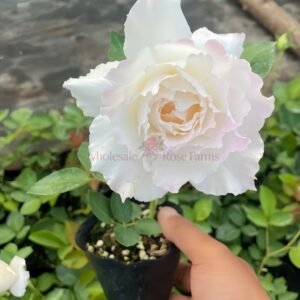 Le Blanc (Le Bai) Rose for Wholesale丨Wholesale Rose Farms