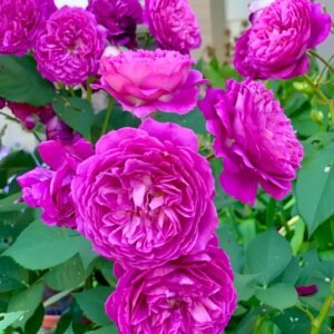 Like No Other (Wu Shuang) Rose plant丨Wholesale Rose Farms