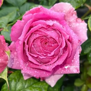 M-Nostalgic Elegance Rose丨Wholesale Rose Farms