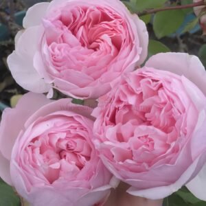 Marchenzauber Rose for Wholesale丨Wholesale Rose Farms