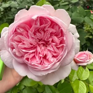 Mauritia Rose丨Wholesale Rose Farms