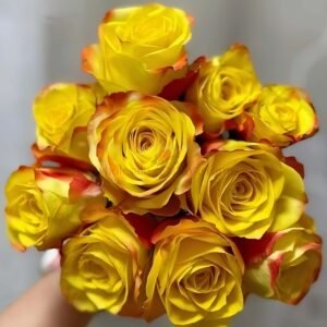 Mi Zui Rose for Wholesale丨Wholesale Rose Farms