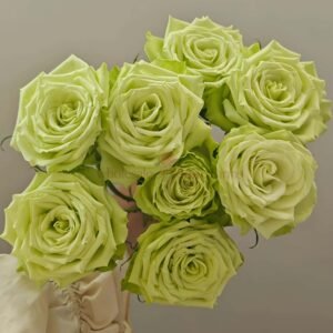 Mint Tea Rose for Wholesale丨Wholesale Rose Farms