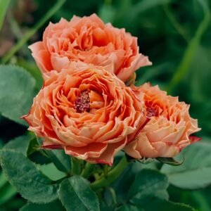 Morgen Lot Rose plant丨Wholesale Rose Farms